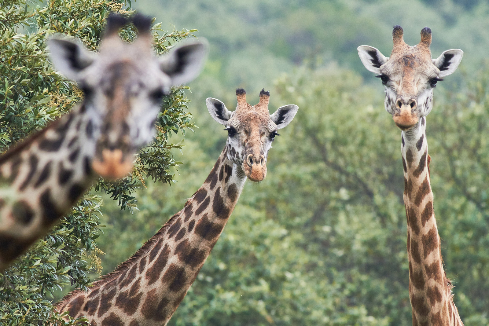 Saruni Mara Camp Saruni Mara Camp: Giraffenköpfe