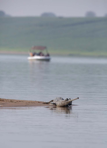 Sawai Vilas: Chambal Sanctuary - Motorbootexkursion