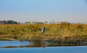 Selinda Camp: Goliathreiher