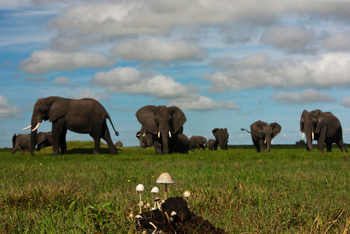 Selinda Explorers Camp Selinda Explorers Camp: Elefanten und Pilze