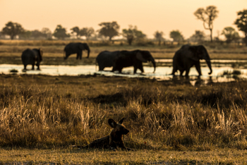 Selinda Explorers Camp Selinda Explorers Camp: Wildhund vor Elefantenherde
