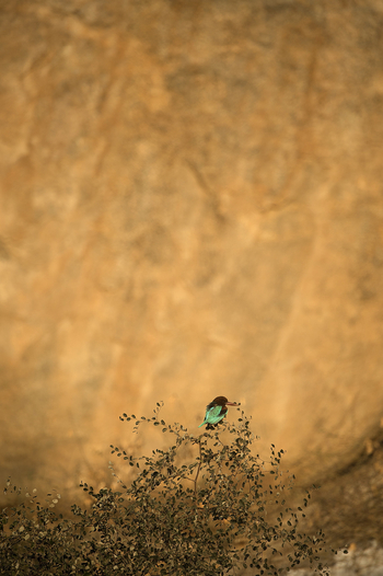 Sujan Sher Bagh: White-throated Kingfisher