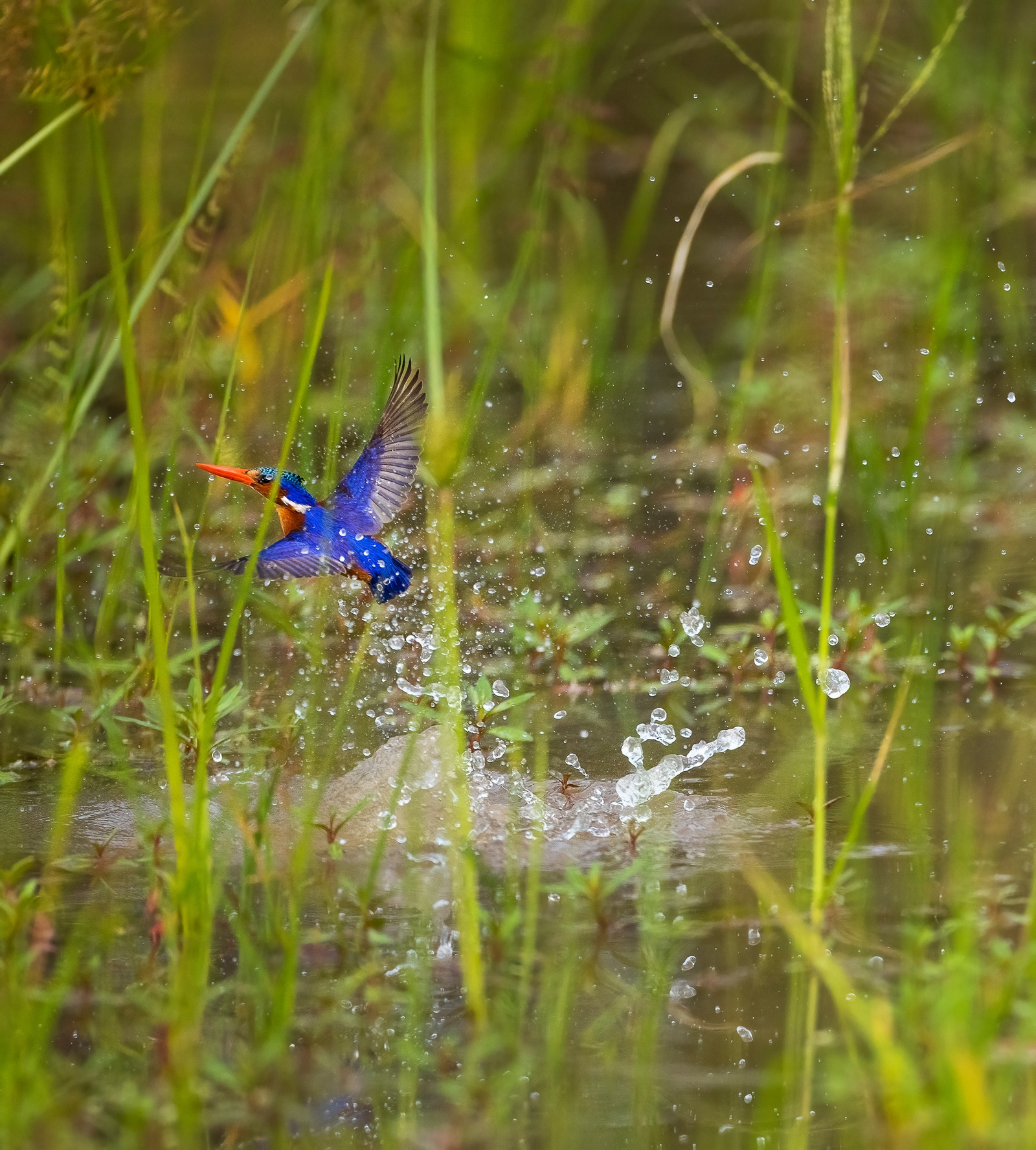 Sungani Lodge Sungani Lodge: Malachite Kingfisher