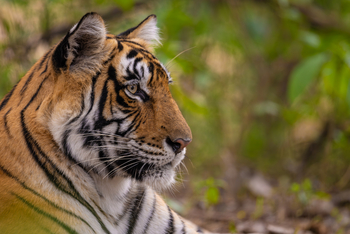 TUTC Sawai Shivir: Tigerportrait
