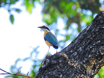 Tathastu Resort Kanha: Indian Pitta