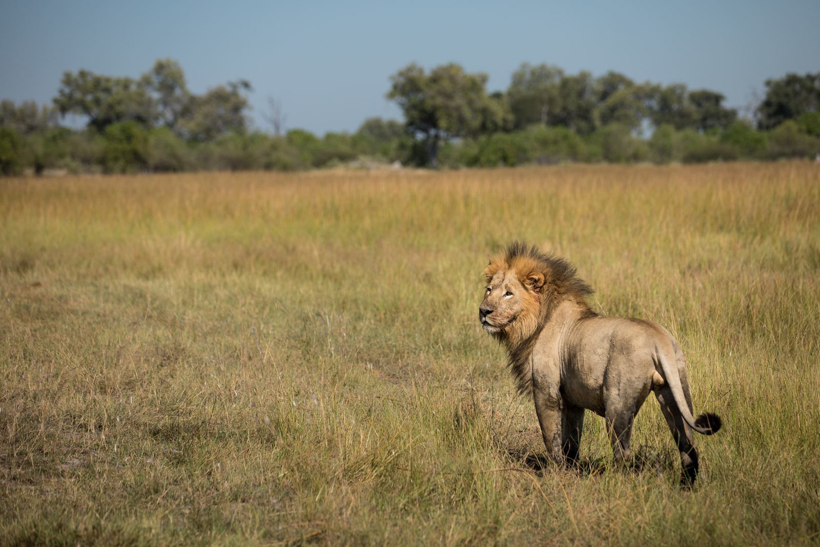 The Dhow Suite at Zarafa The Dhow Suite at Zarafa: Männlicher Löwe