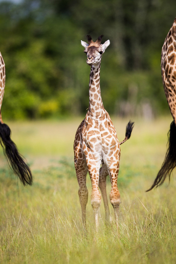 Time + Tide South Luangwa Time + Tide South Luangwa: Giraffenkalb
