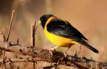 Vanghat: Black-and-yellow Grosbeak
