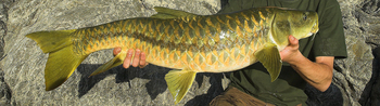 Vanghat: Golden Mahseer Fish