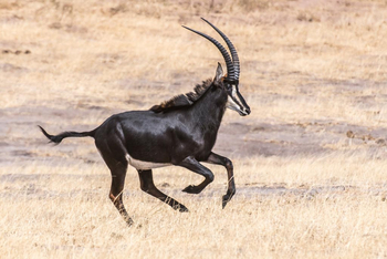 Verney's Camp: Säbelantilope