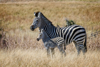 Verney's Camp: Zebrastute mit Fohlen