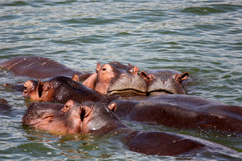 Volcanoes Kyambura Gorge Lodge: Hippos