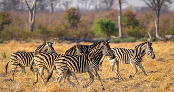 Wilderness Mokete Camp: Zebras