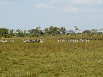 Abu Camp Abu Camp: Zebras und Gnus