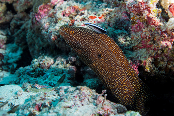 Alphonse Island Lodge: Perlhuhnmuräne