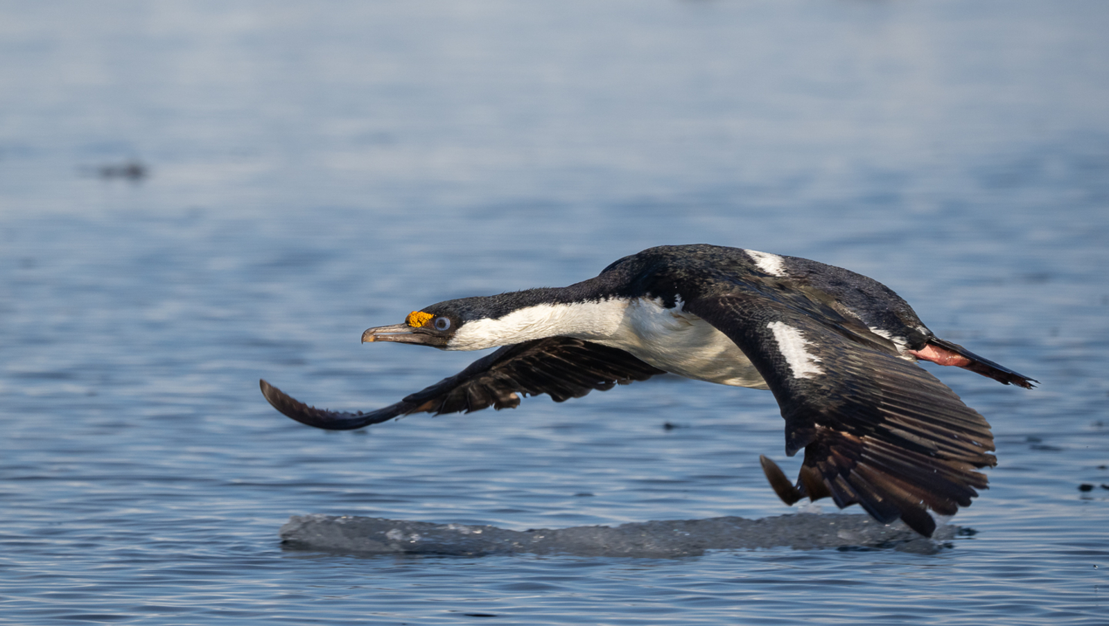 Antarctica21 Tiere Antarctica21 Tiere