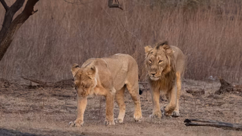 Aramness Aramness: Eindringling mit Rantanguna-Weibchen
