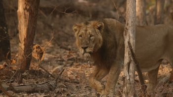 Aramness Aramness: Kamlleshwar mit Stachel vom Porcupine