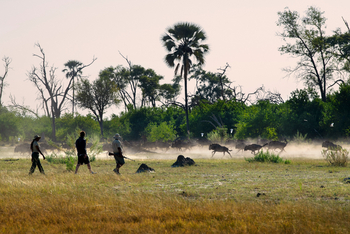Atzaro Okavango Camp: Walking Safari