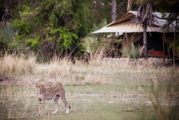 Chem Chem Lodge: Gepard vor der Lodge