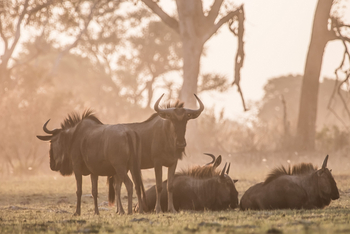 Chief's Island: Gnus