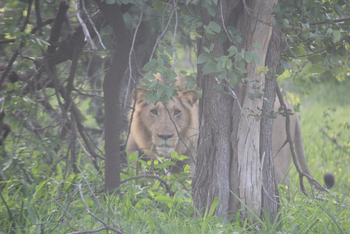 Chilo Ivory Trail Adventure: Löwe