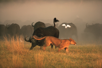 Duba Explorers Camp: Löwe und Büffel
