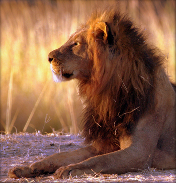 Goliath Tented Camp Goliath Tented Camp: Löwe