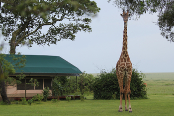Governors' Camp: Giraffe vor einem Gästezelt
