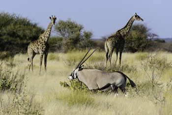 Kalahari Plains Camp: Spießbock und Giraffen