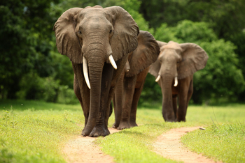 Kavinga Safari Camp: Elefanten auf der Piste