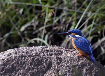 Ken River Lodge: Gemeiner Eisvogel