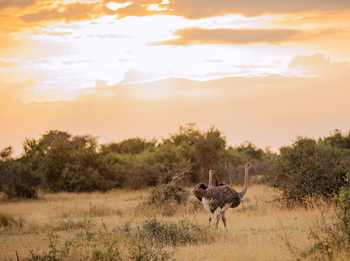 Kirawira Serena Camp: Straußenpaar