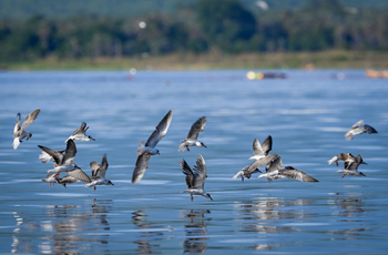 Kisima Ngeda Camp: Common Terns