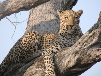 Kwara Camp Kwara Camp: Leopard