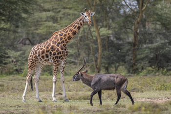 Loldia House: Lake Nakuru
