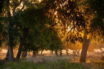 Mana River Camp Mana River Camp: Lichter Wald