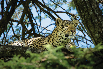 Mara Plains Camp: Leopard