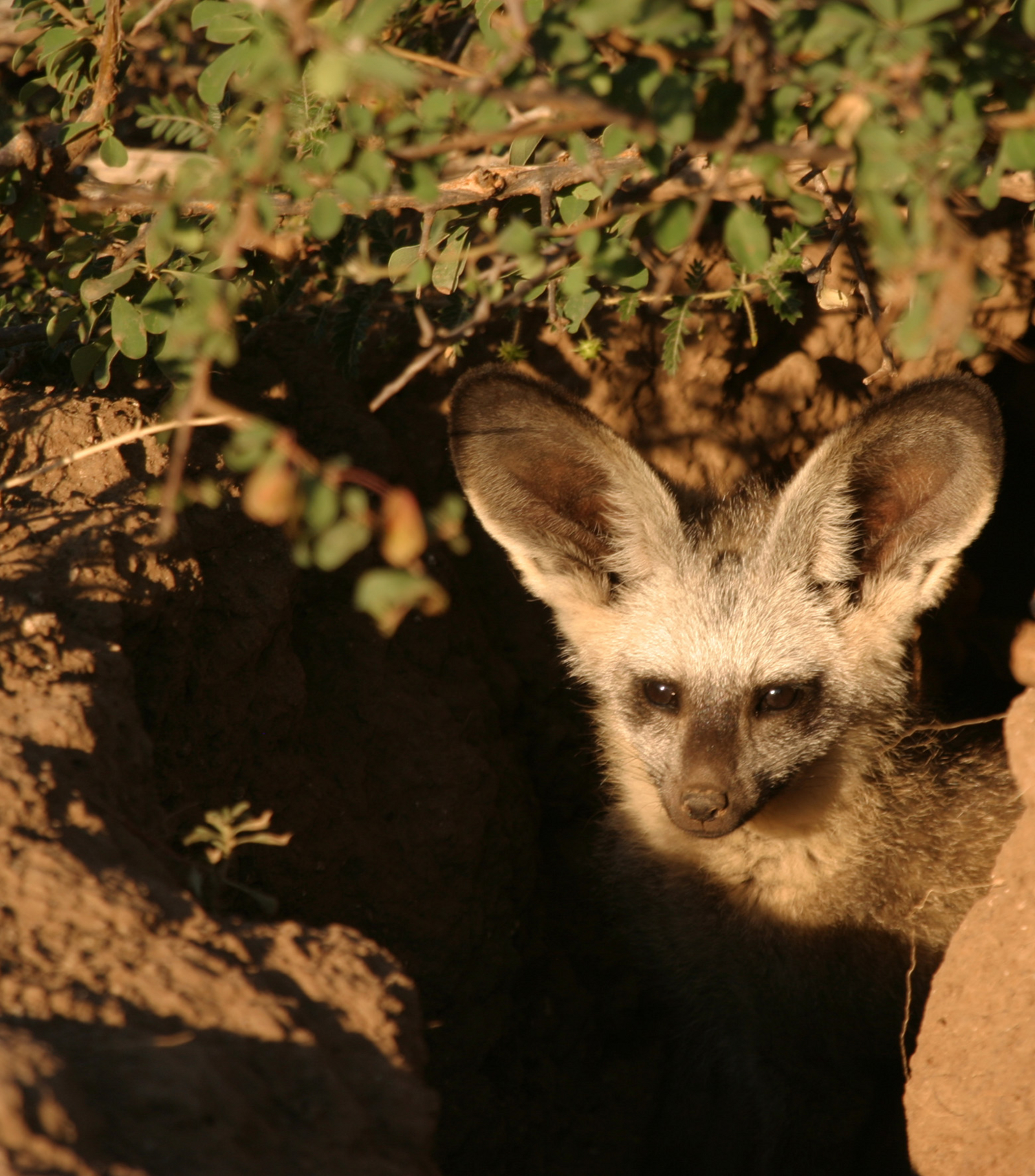 Tuli Safari Lodge Mashatu Tuli Safari Lodge Mashatu: Löffelhund