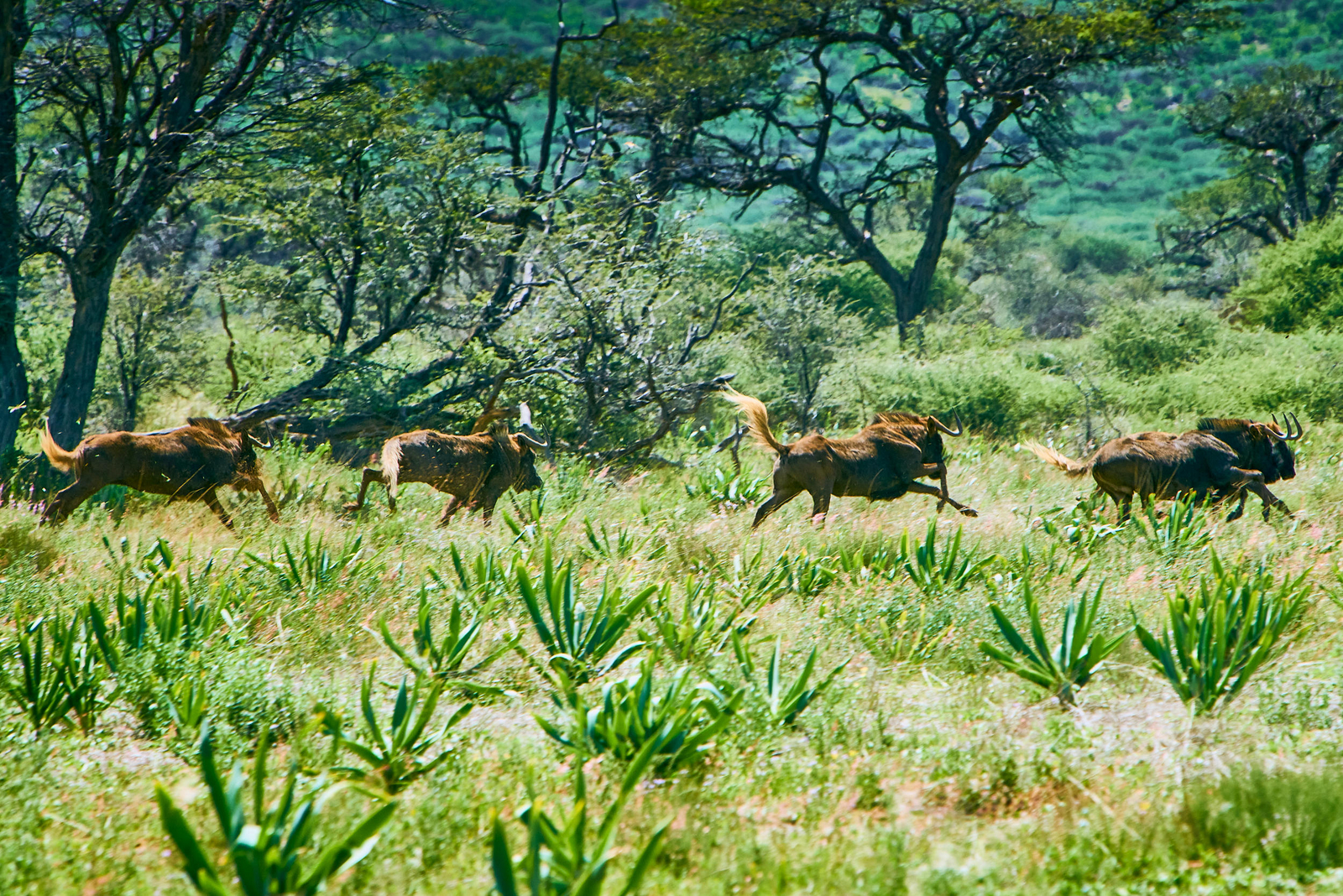 Otjimbondona Otjimbondona