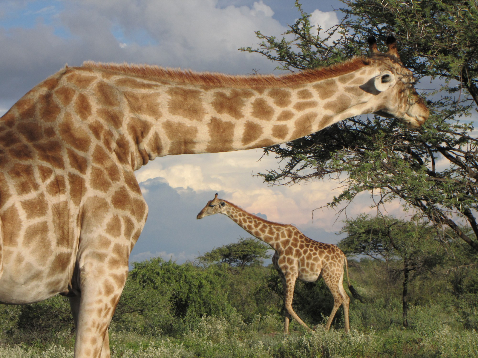 Namutoni Camp Namutoni Camp: Giraffen bei der Futtersuche