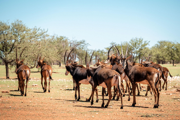 Ohorongo: Rappenantilopen Hippotragus Niger