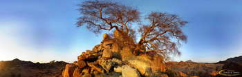 Ozondjou Trails: Wüstenadaptierte Baum