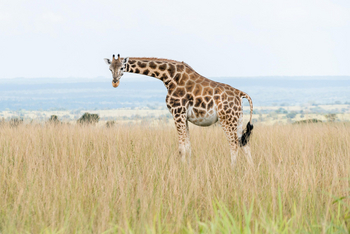 Papa's Camp: Rothschildgiraffe