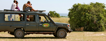 Paraa Safari Lodge: Safari mit Löwen