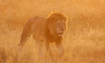 Porini Lion Camp: Löwe