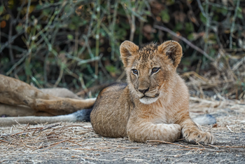 Potato Bush Camp: Löwenkind