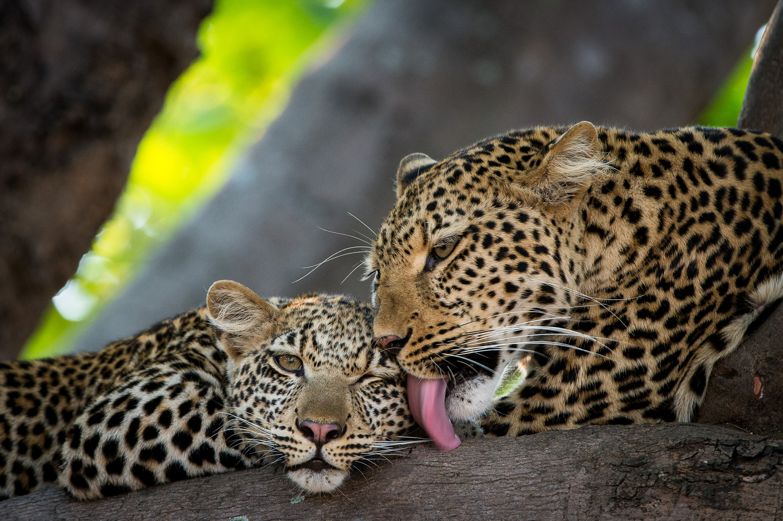 Robin Pope Safaris Robin Pope Safaris