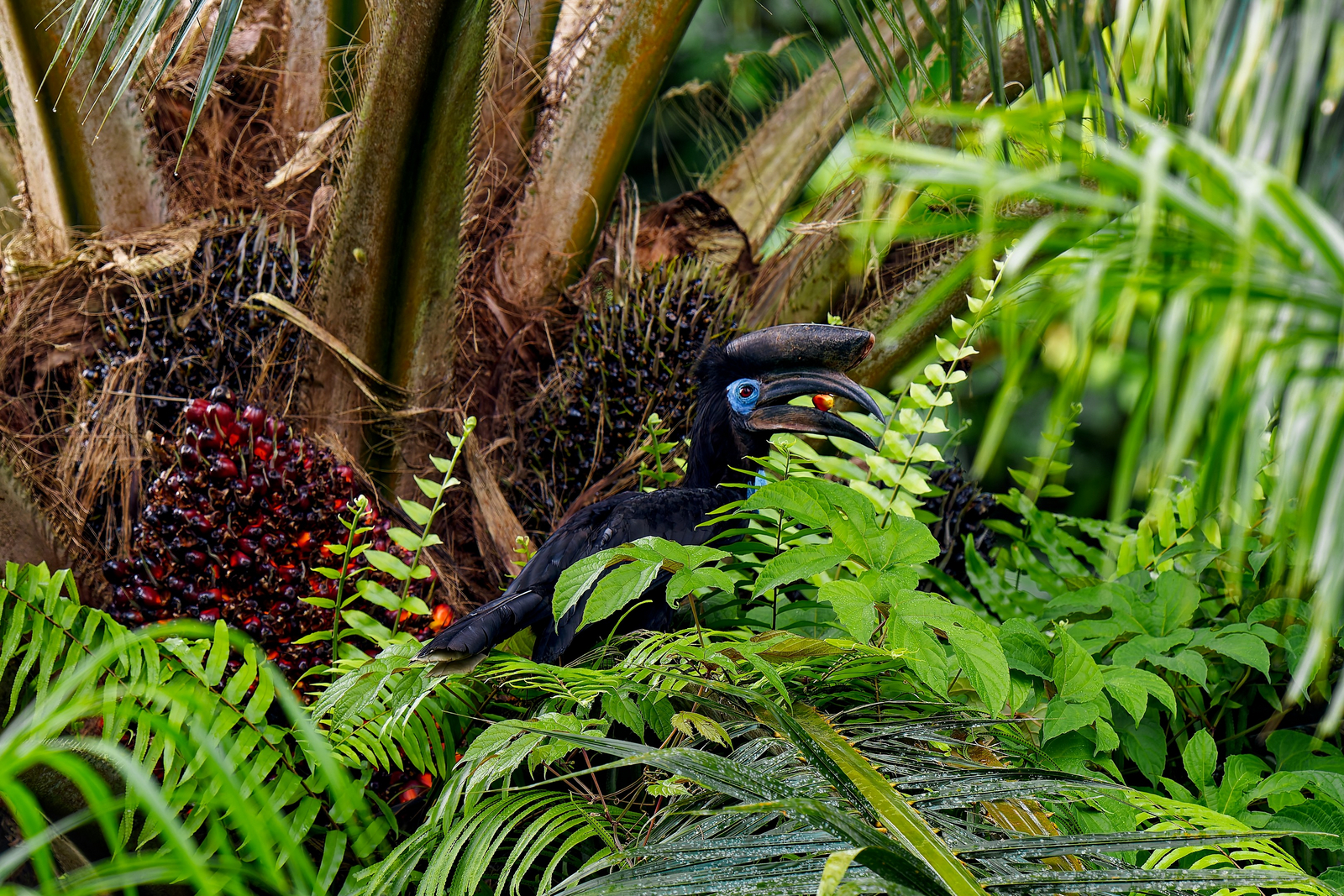 Sette Cama Eco Camp Sette Cama Eco Camp: Casqued Hornbill