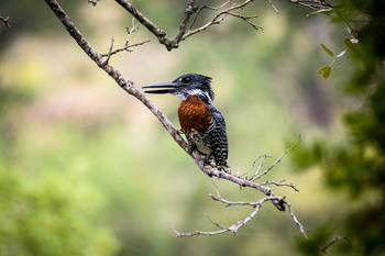 Singita Sweni Lodge: Giant Kingfisher